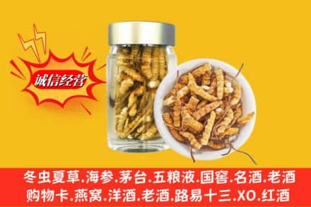 鸡西市麻山回收散虫草